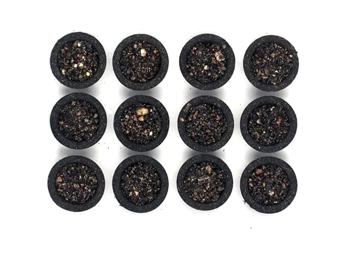 Kesar Chandan Premium Dhoop Cups (Pack Of 12)